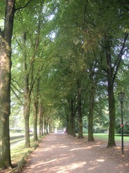 Allee Allee